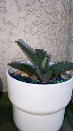 mother of millions
