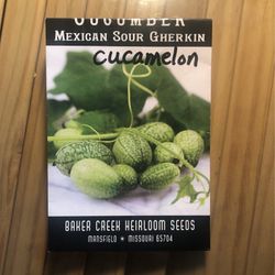 Cucamelon Mexican Sour Gherkin Plants