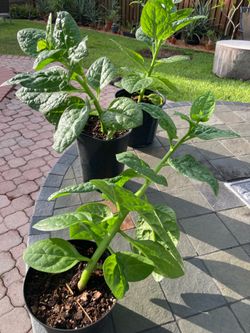 Large Malabar Spinach Plants - summer heat loving