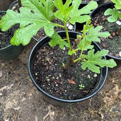 Fig Plant 