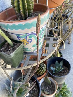 Different types of succulents and cactus