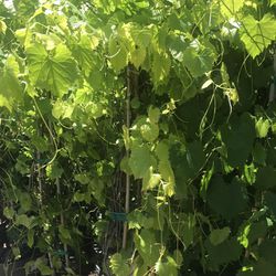 Ligustrum Sunshine Shrub 1 Extra Large 3 Gallon Plant | Lustrous Garden Shrub