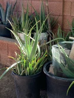 Plants available for sale many to choose from
