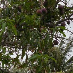 Fresh Mango
