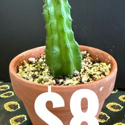 Rare Euphorbia Collection