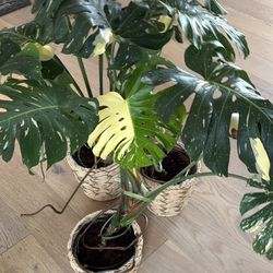 Monstera Thai Constellation Plant Large