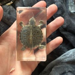 Taxidermy Turtle Specimen