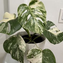 Monstera Albo