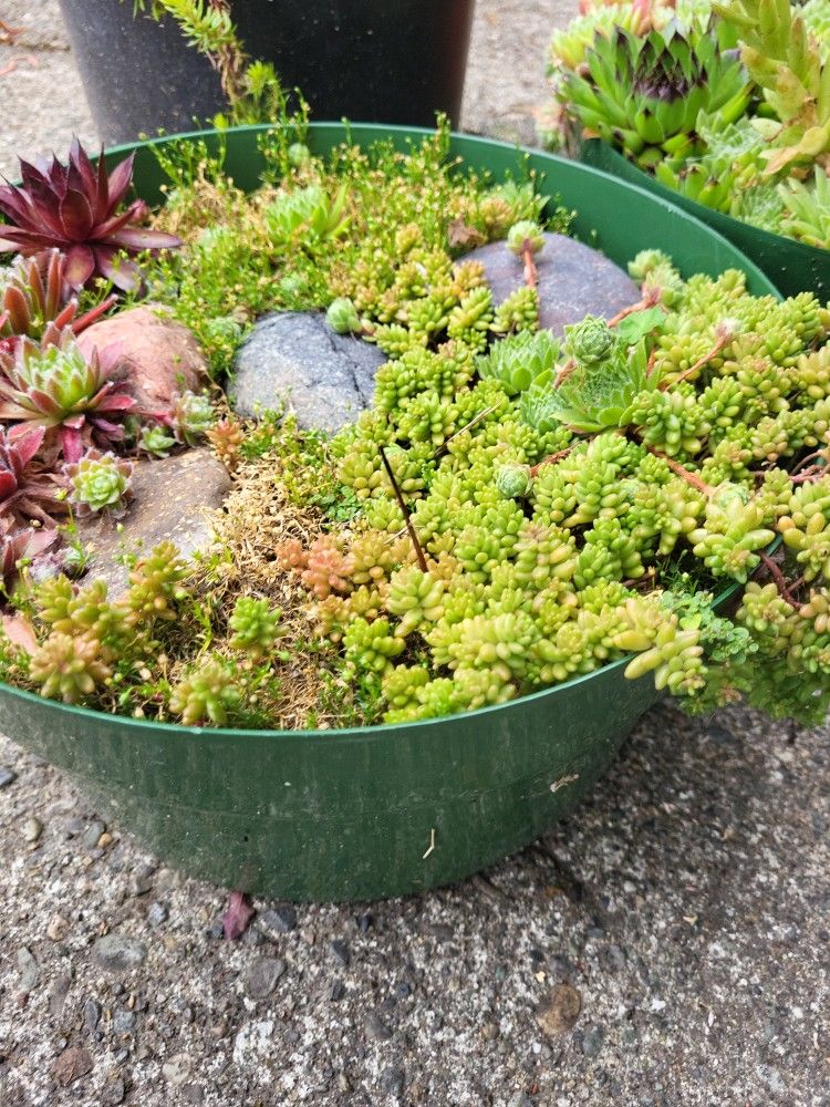 Succulent Planters- Supreme For Ez Care