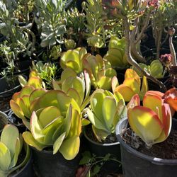 Succulent Plants 