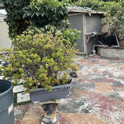 MOVING SALE TWO PLANTS WITH BASES $20 FOR ALL 2  PICK UP IN WESTMINSTER CITY  WESTMINSTER BLVD AND SPRING DALE