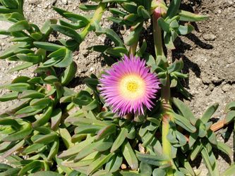 Ice Plant