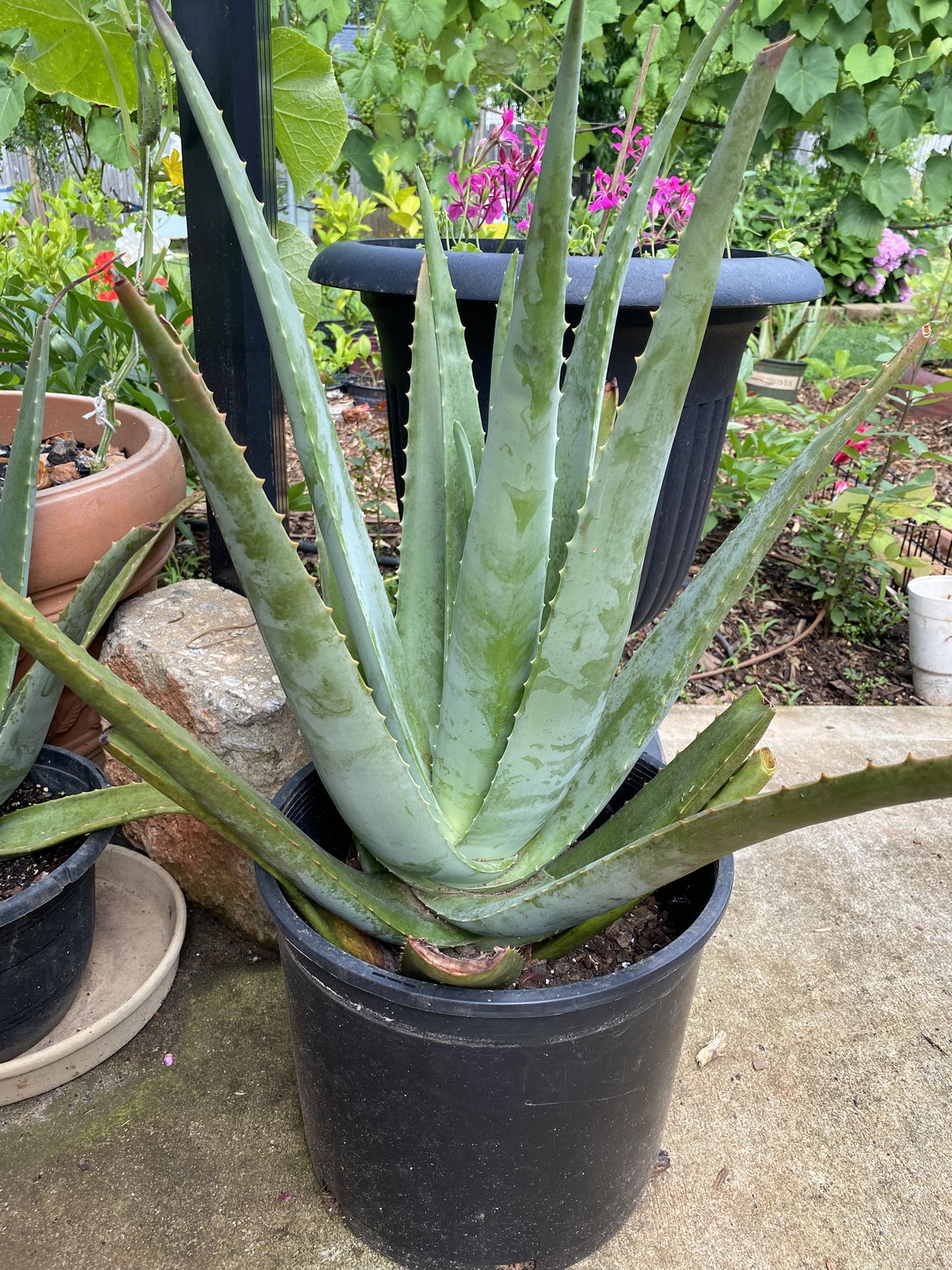 Aloe Vera Plant