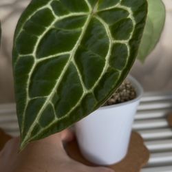 Stunning Anthurium Crystallinum 