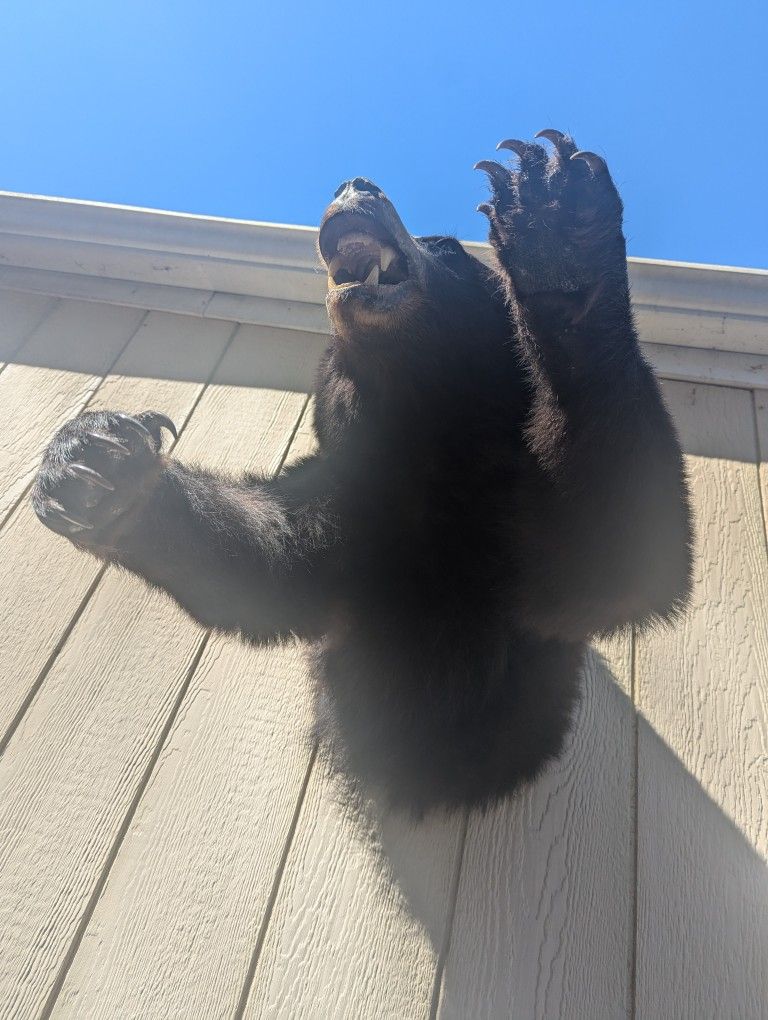 Scary Black Bear