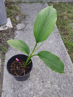 Curcuma comestible plant