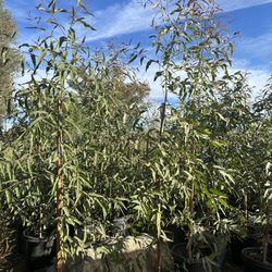 Eucalyptus Trees,🌳 Lemon Scented 