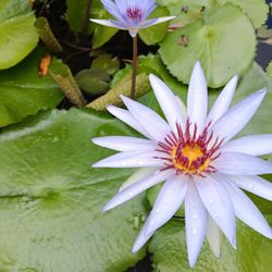 Blue Water Lily Plants For Aquarium Fish Tanks Or Ponds