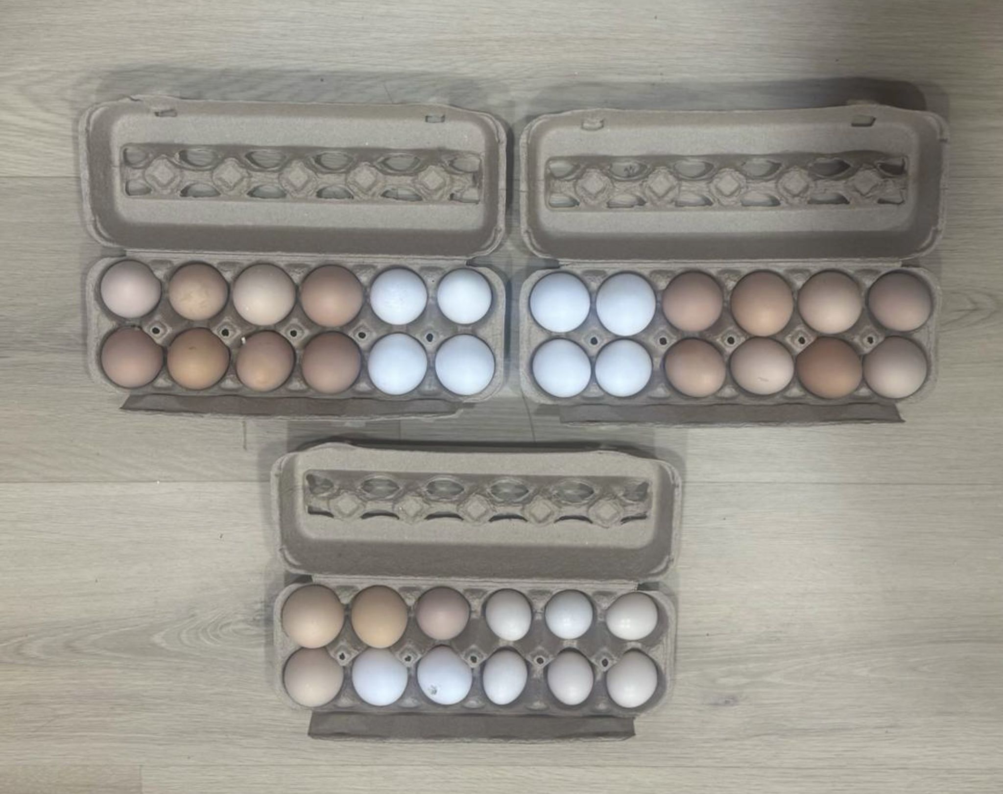 Organic eggs $6 / Dozen