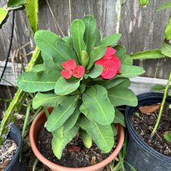 Plant (Crown of thorns or Corona de Cristo)