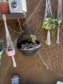 Plant 🪴,s hanger