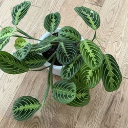 Lime Lemon Maranta Prayer Plant