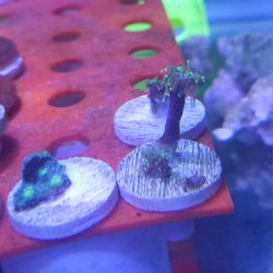 Hollywood Stunner Chalice/green Polyp Galexea 