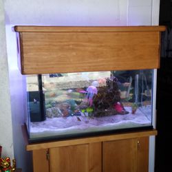 Fish Tank For Sale 