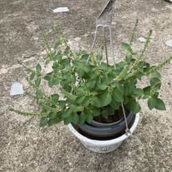 Thai Basil Or Indian Basil 