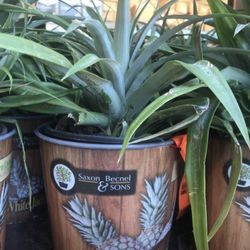 Sweet Pineapple Seedling Plant 1 Gallon