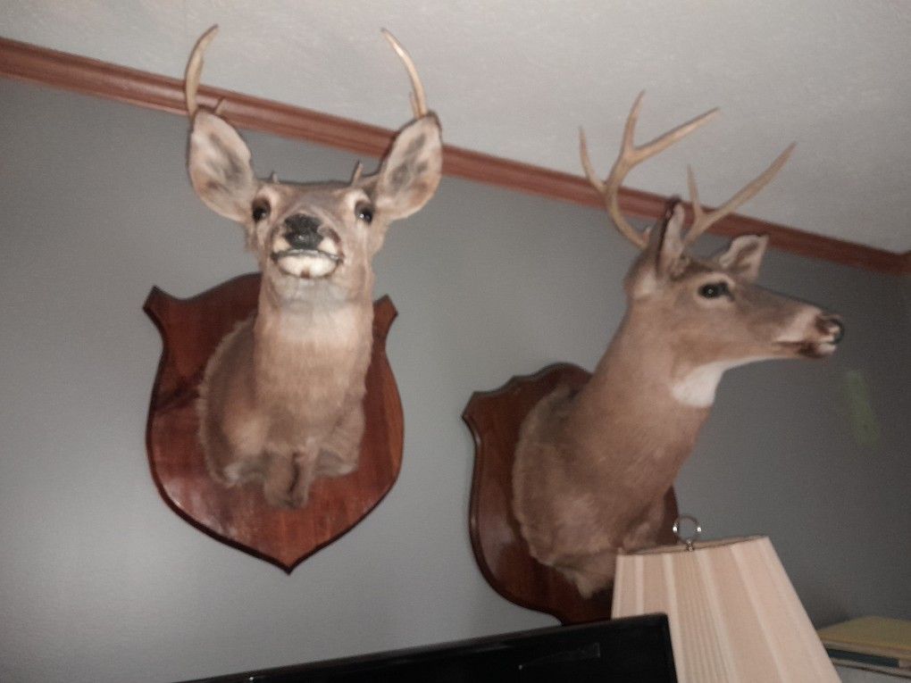 Whitetail Mounts