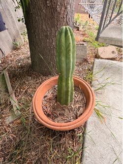 Mature San Pedro cactus