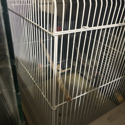 Bird Cage 