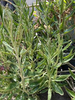 Bonitas plantas naturales de Calanchoes