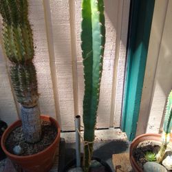 Cactus Cereus repandus over two feet