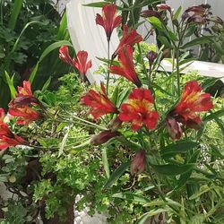 Altroemeria Plant