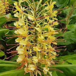 Tropical Ginger Yellow Flower Fragrance Perfume Perfect  Hard To Find =)