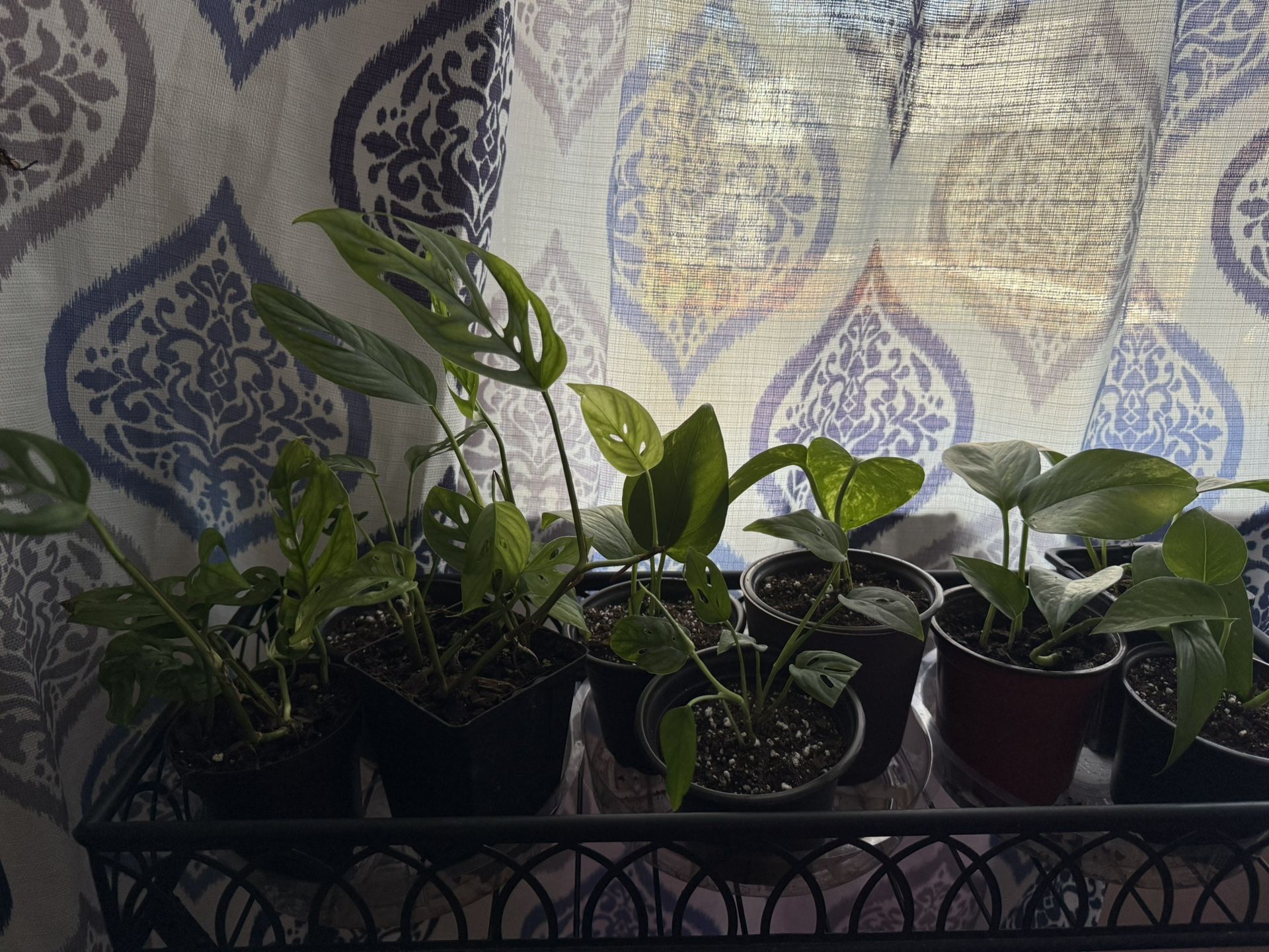 Pothos & Monstera Adansonii (Swiss Cheese Monstera)