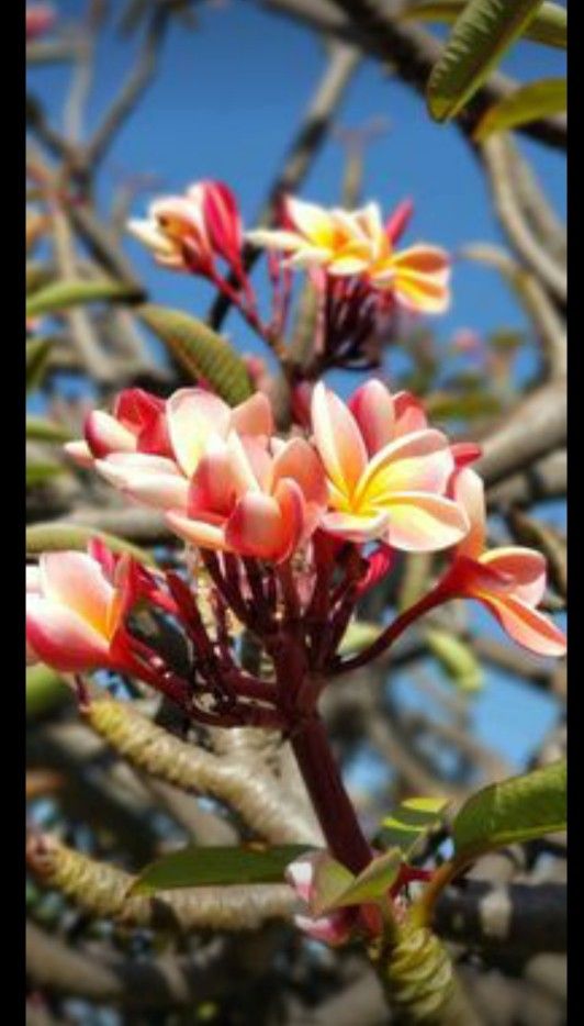 Nebel’s Rainbow Plumeria Cuttings