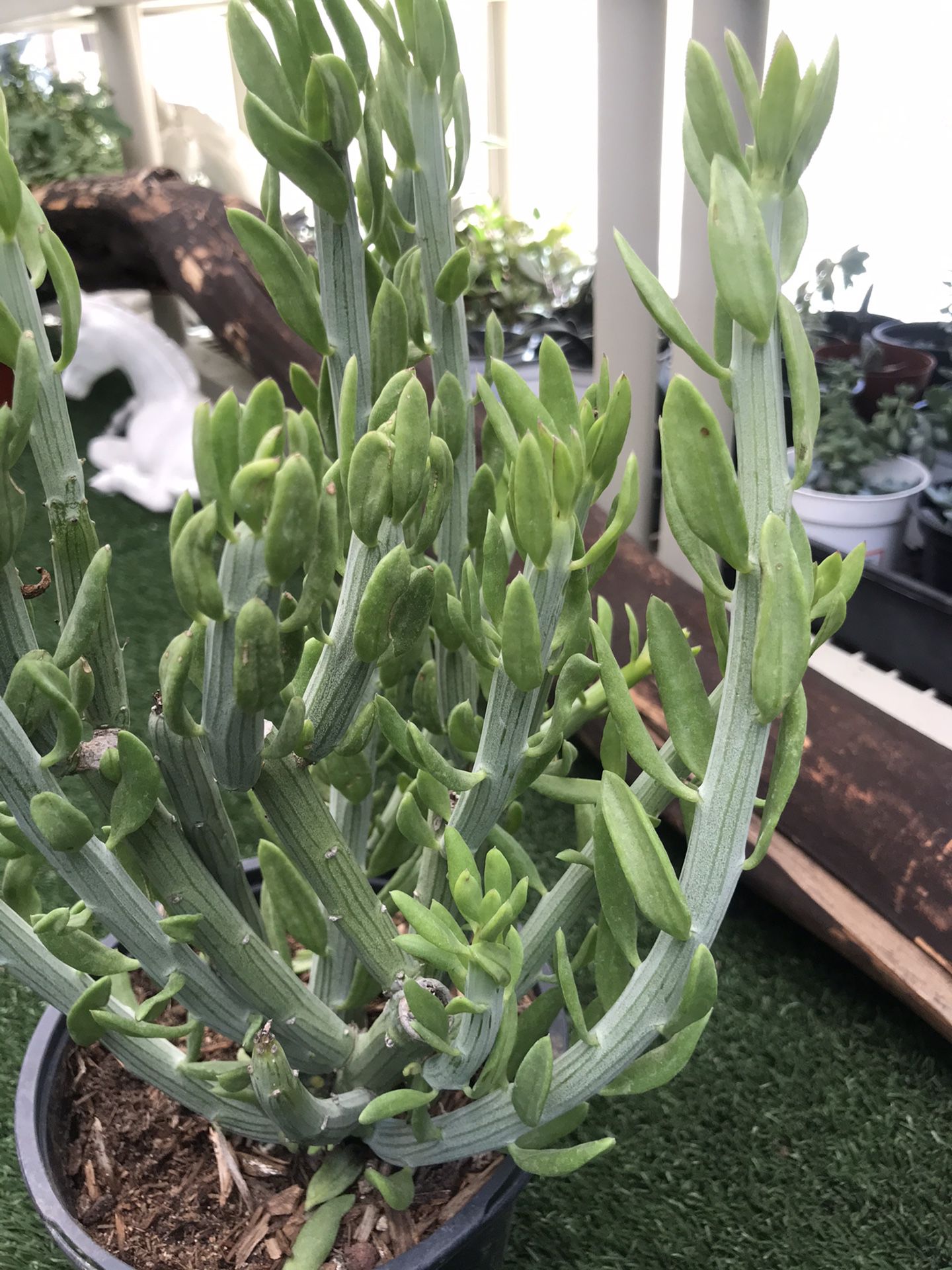 Plants (1gallon Cactus $15)