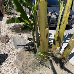 Banana Tree