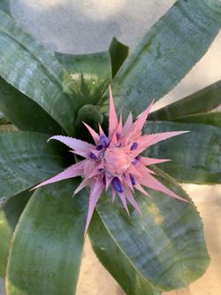 Bromeliad Aechmea Fasciata