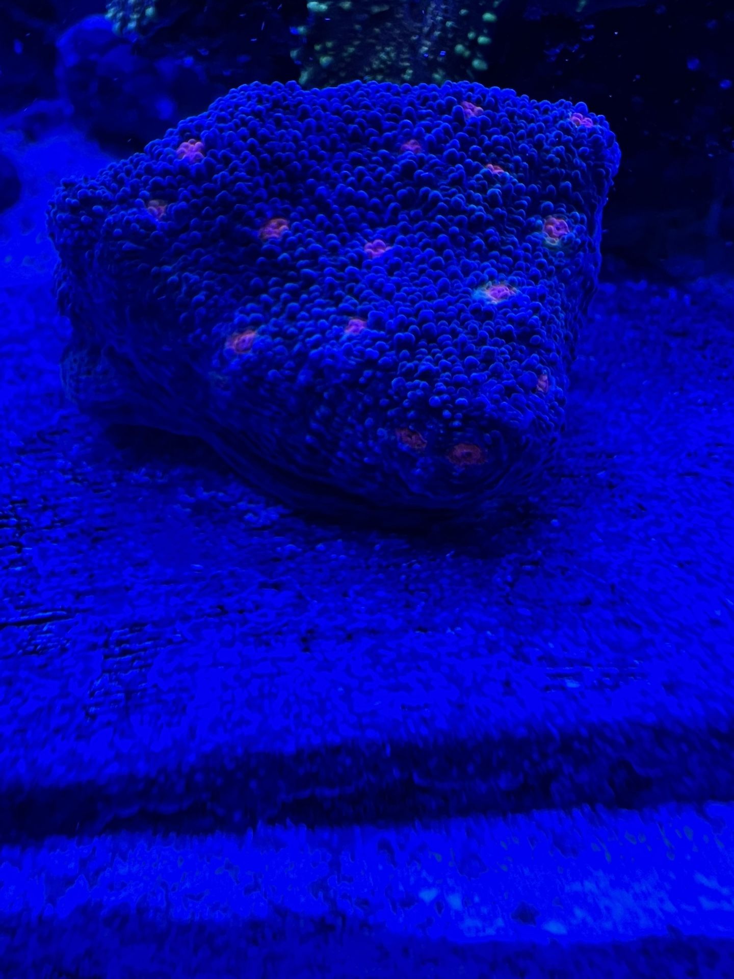 Fake Coral Miami Hurricane Chalice
