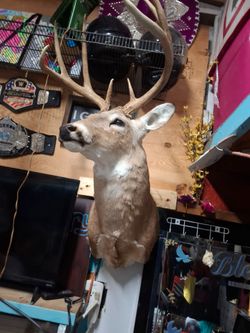 Deer head