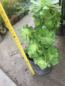 Aeoniums