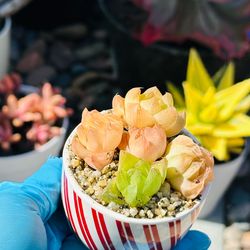 Cute Ceremic pot with rare succulent