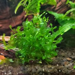 Susswassertang  freshwater plant (sandwich bag)