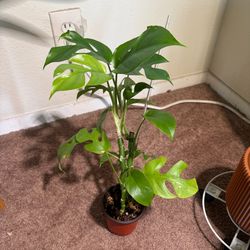 Mini Monstera for Sale!