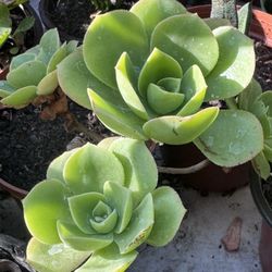 Cactus And Succulents 4”pot