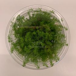 Myriophyllum mattogrossense ‘Guyana’ - Tissue Culture Aquarium Plant - Aquascape Aquascaping Freshwater Aquatic Plant For Fish Tanks 